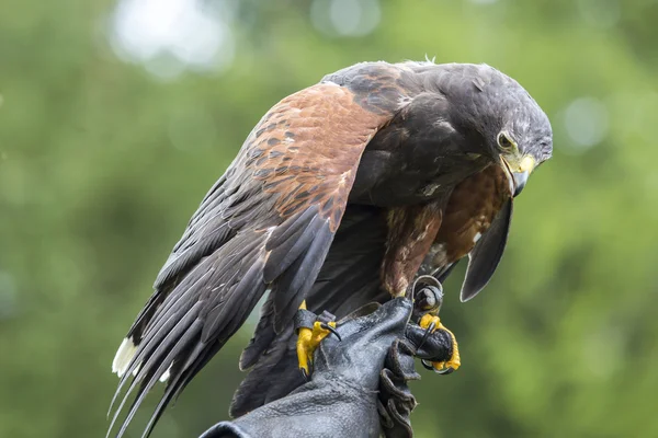 Harris hawk zat aan de kant van een valkenier — Stockfoto