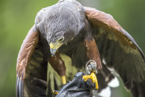 Harris hawk zat op de arm van een valkenier — Stockfoto