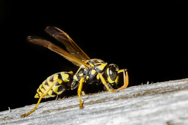 Bir dalda dinlenme Wasp — Stok fotoğraf