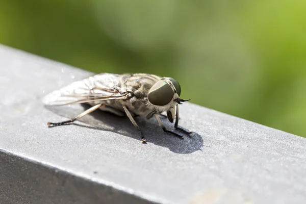 Vista macro de uma mosca — Fotografia de Stock