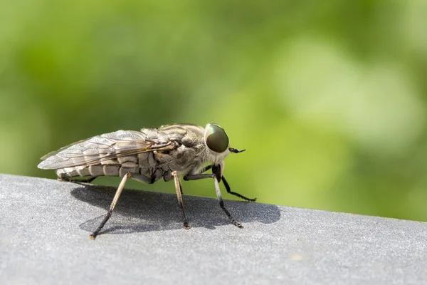 Makro mouchu sání krve — Stock fotografie