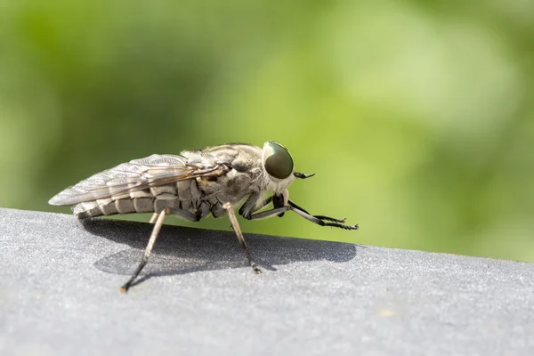 Gros plan d'une mouche suceuse de sang — Photo