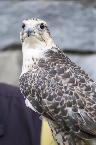 Saker falcon looking at camera — Stock Photo, Image