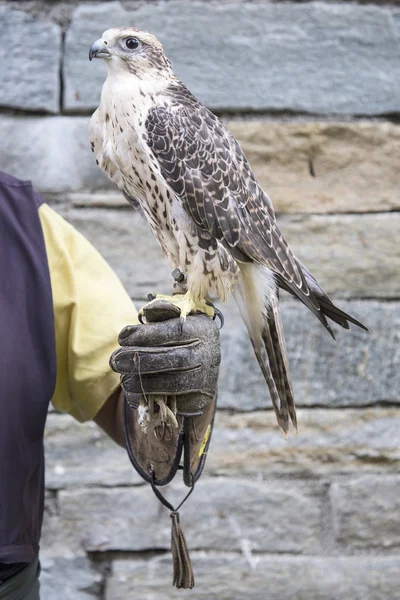 Falconer with saker falcon — Stock Photo, Image