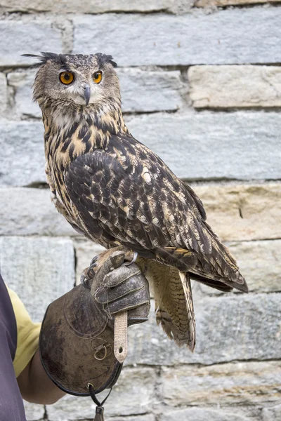 Falconer with eurasian eagle-owl — Stock Photo, Image