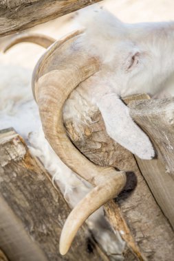 Bir Angora keçi uzun boynuzları closeup