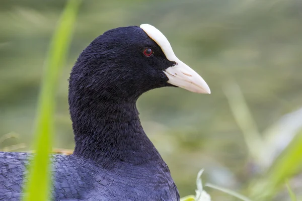 Portrait of an eurasian coot — Stock Photo, Image