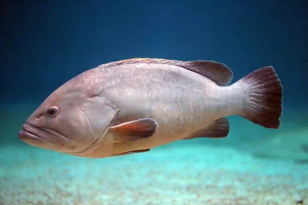 Big grouper swimming — Stock Photo, Image