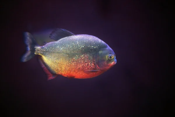 Ein Piranha, der im Dunkeln schwimmt — Stockfoto