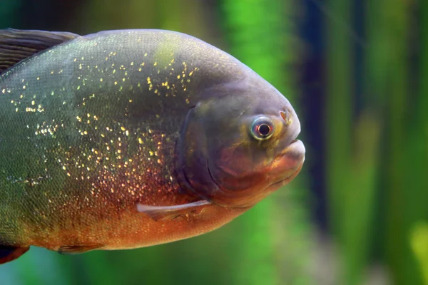 Closeup of a piranha — Stock Photo, Image