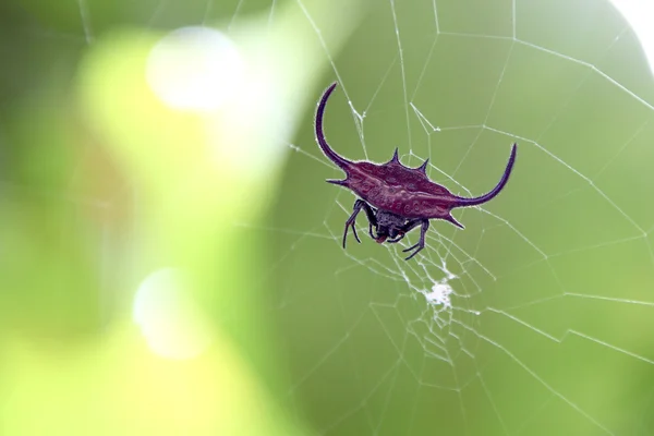 Vermelho spiked orbe tecelão aranha — Fotografia de Stock