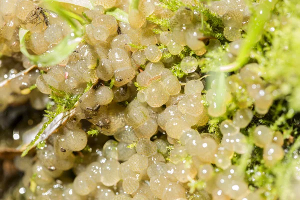 Closeup of gelatinous eggs of a water snail — Stock Photo, Image