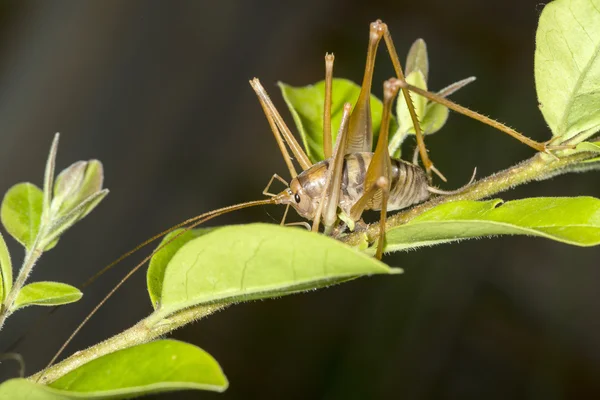 Camel cricket on a plant — Stock Photo, Image