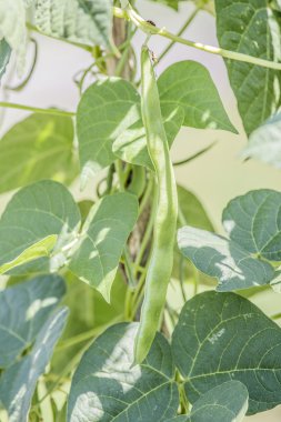 Düz Poda ortak fasulye