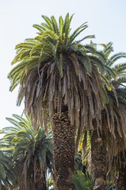 Palmiye ağacı kocaman hortumu ile