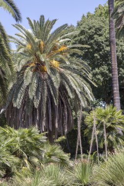 Yeşil tropikal orman