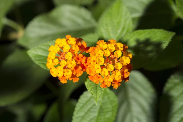 Flowers of Lantana camara or tickberry — Stock Photo, Image