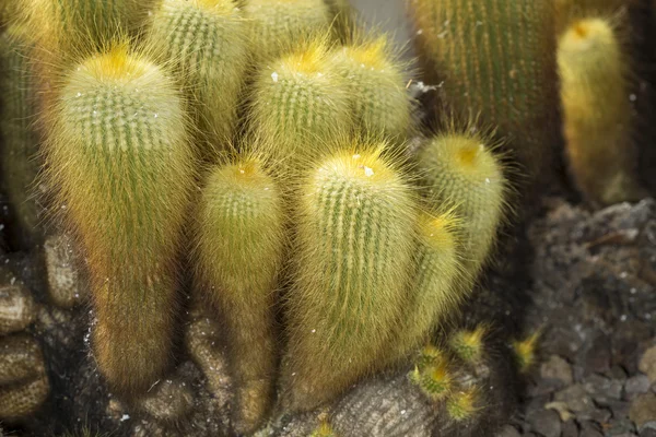 Gruppo di cactus spinosi — Foto Stock
