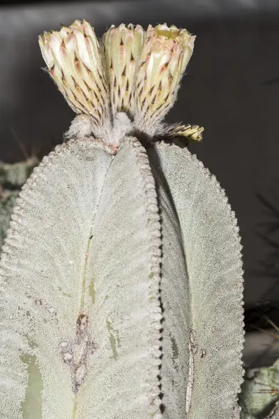 Pianta succulenta in fiore — Foto Stock