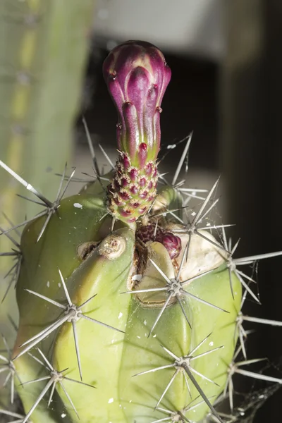 Primo piano del fiore di un cactus Stenocereus pruinosus — Foto Stock
