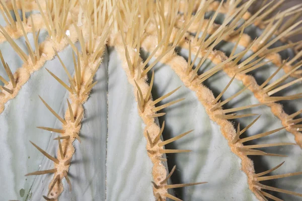 Picchi di un cactus a botte glauco — Foto Stock