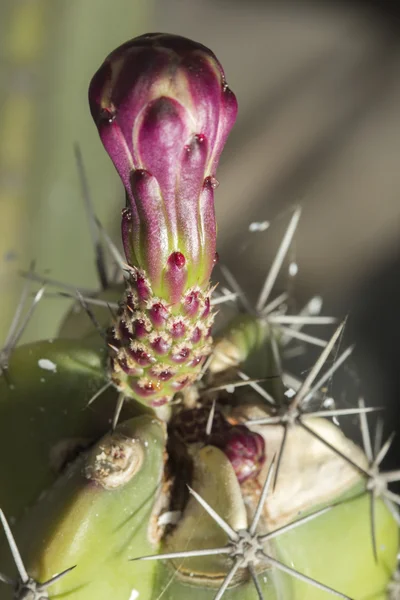 Macro of of the flower of a Stenocereus pruinosus cactus — Stock Photo, Image