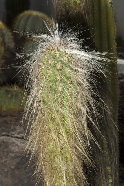 Kaktus, známé jako stařec z hory — Stock fotografie