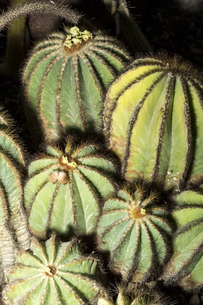 Gruppo di cactus rotondi — Foto Stock