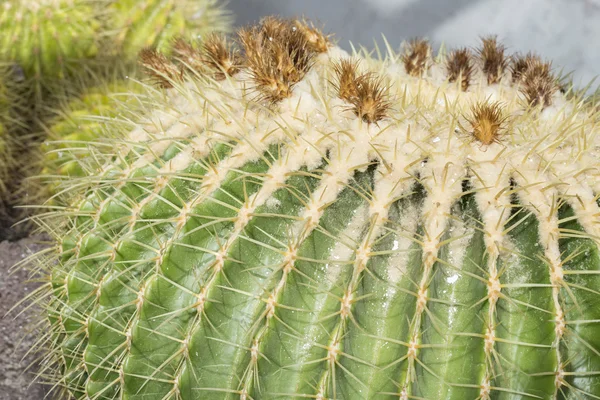 Detailní pohled na Parodia kaktus — Stock fotografie