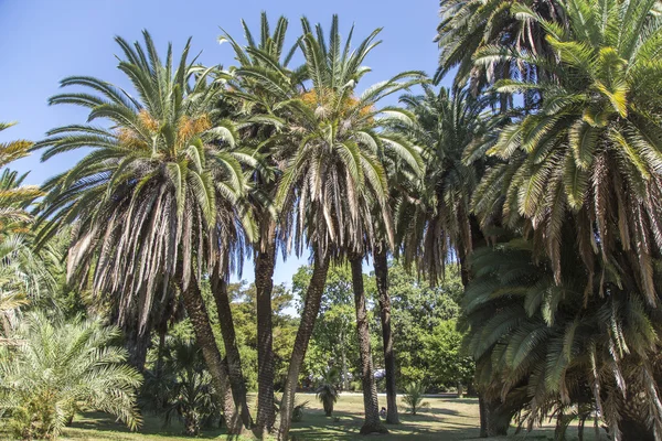 Grupo de palmeras altas — Foto de Stock