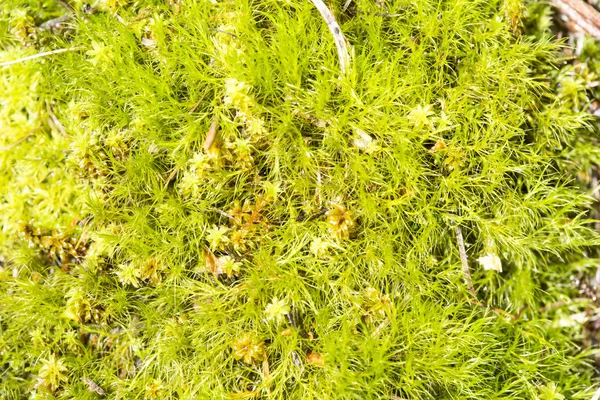Zöld moss a underwood — Stock Fotó