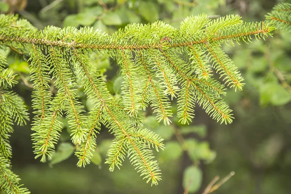 Fir tree branch