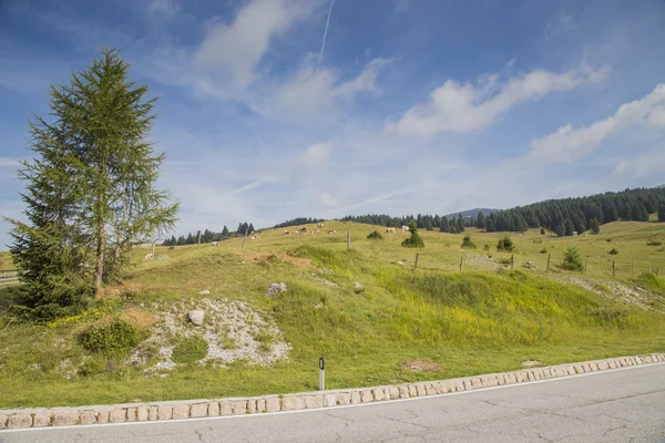 Road along a alpine pastures on Italian Alps — Stock Photo, Image