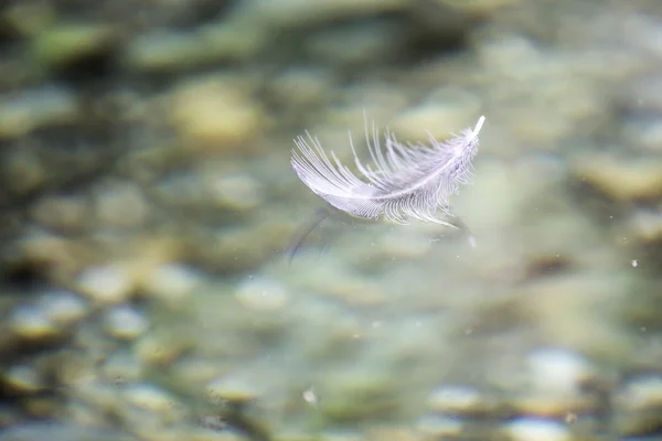 물에 떠 있는 화이트 깃털 — 스톡 사진