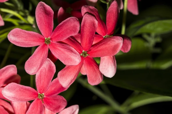 Detail of beautiful red flowers — Stock Photo, Image