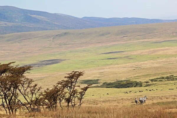 Savannah near the Ngorongoro crater, Tanzania — Stock Photo, Image