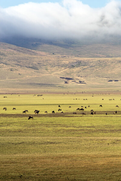 Herd of wildebeest grazing