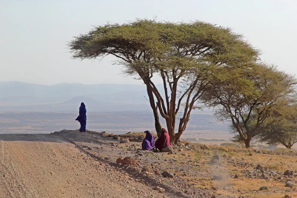 Skupina Masajů pod strom acacia — Stock fotografie