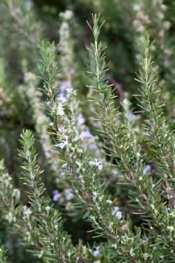 Çiçek ile bir biberiye funda