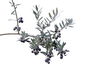 Delikanlı izole beyaz arka plan üzerinde siyah zeytin ile