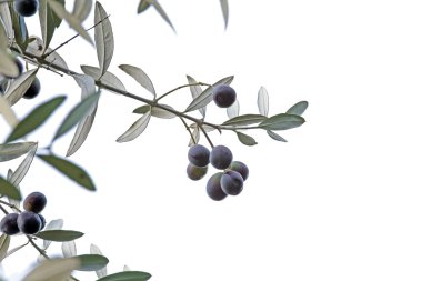 Delikanlı izole beyaz arka plan üzerinde siyah zeytin ile