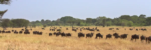 A népvándorlás gnut láttunk (Connochaetes taurinus) a Serengeti Tanzánia — Stock Fotó