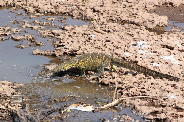 Tanzanie Moniteur du Nil Varanus niloticus près de la rivière — Photo