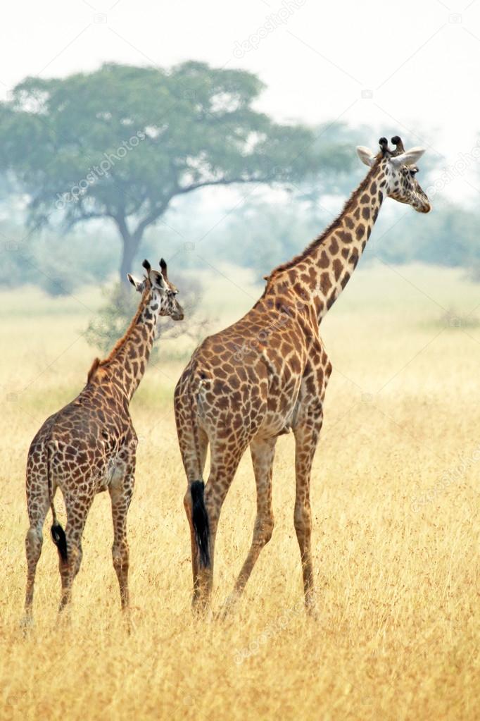 Couple of giraffes (Giraffa camelopardalis) walking in Serengeti Tanzania