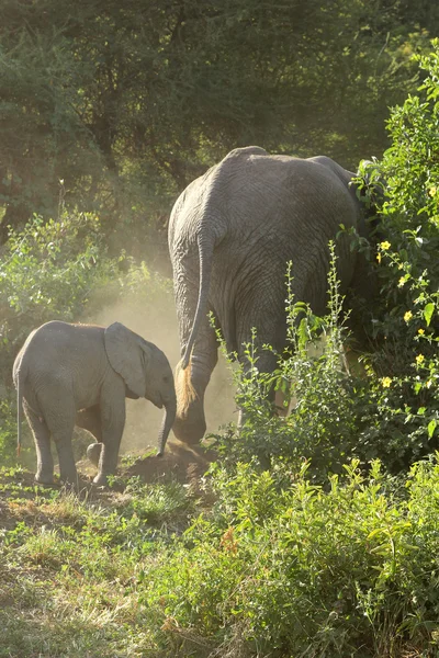 Bebé elefante africano con madre — Foto de Stock