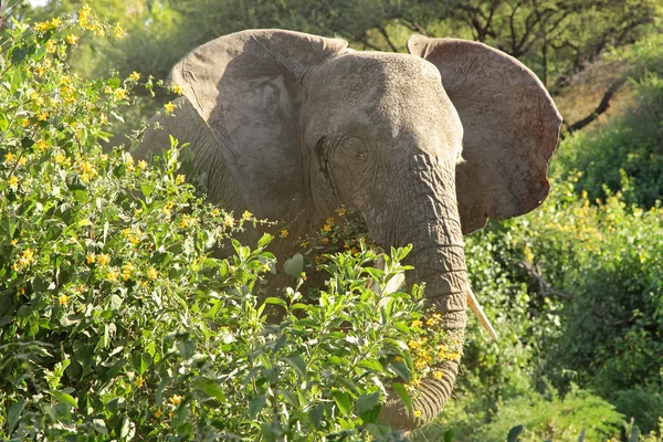 Afrikaanse olifant in de bush — Stockfoto