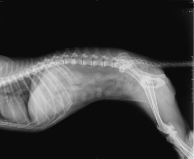 Kadın köpek X-Ray yan görünüm
