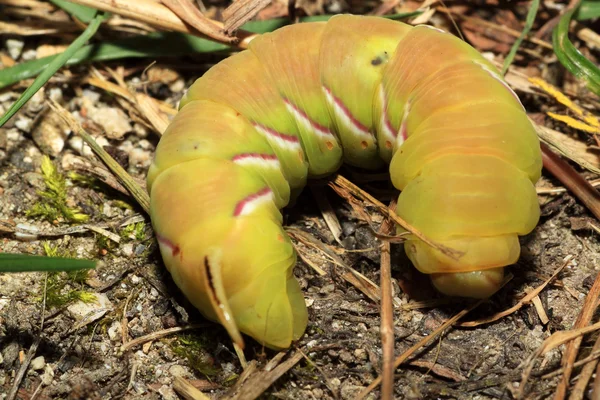 Giant green and yellow caterpillar at the ground — Stock Photo, Image