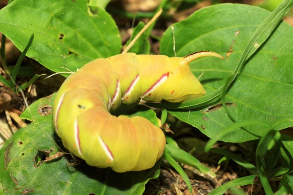 Huge green and yellow caterpillar at the ground — Stock Photo, Image