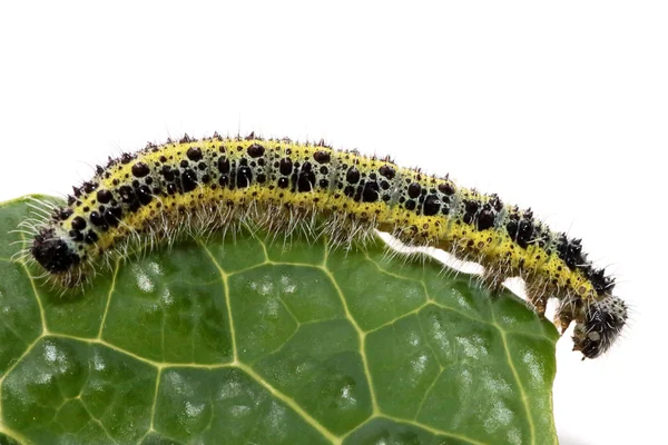 Caterpillar kis káposztát fehér pillangó — Stock Fotó